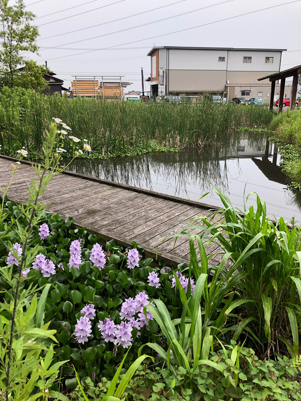 裏池のほてい草が開花