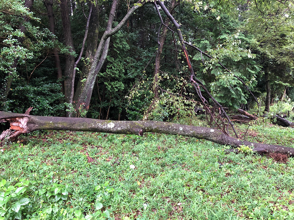 台風で倒れた丸太の処分